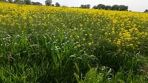 Perché inserire la colza nelle rotazioni 2025-2026?