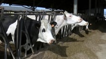 Effetti metabolici e riproduttivi dello stress da caldo nelle bovine 2026