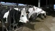 Effetti metabolici e riproduttivi dello stress da caldo nelle bovine 2026