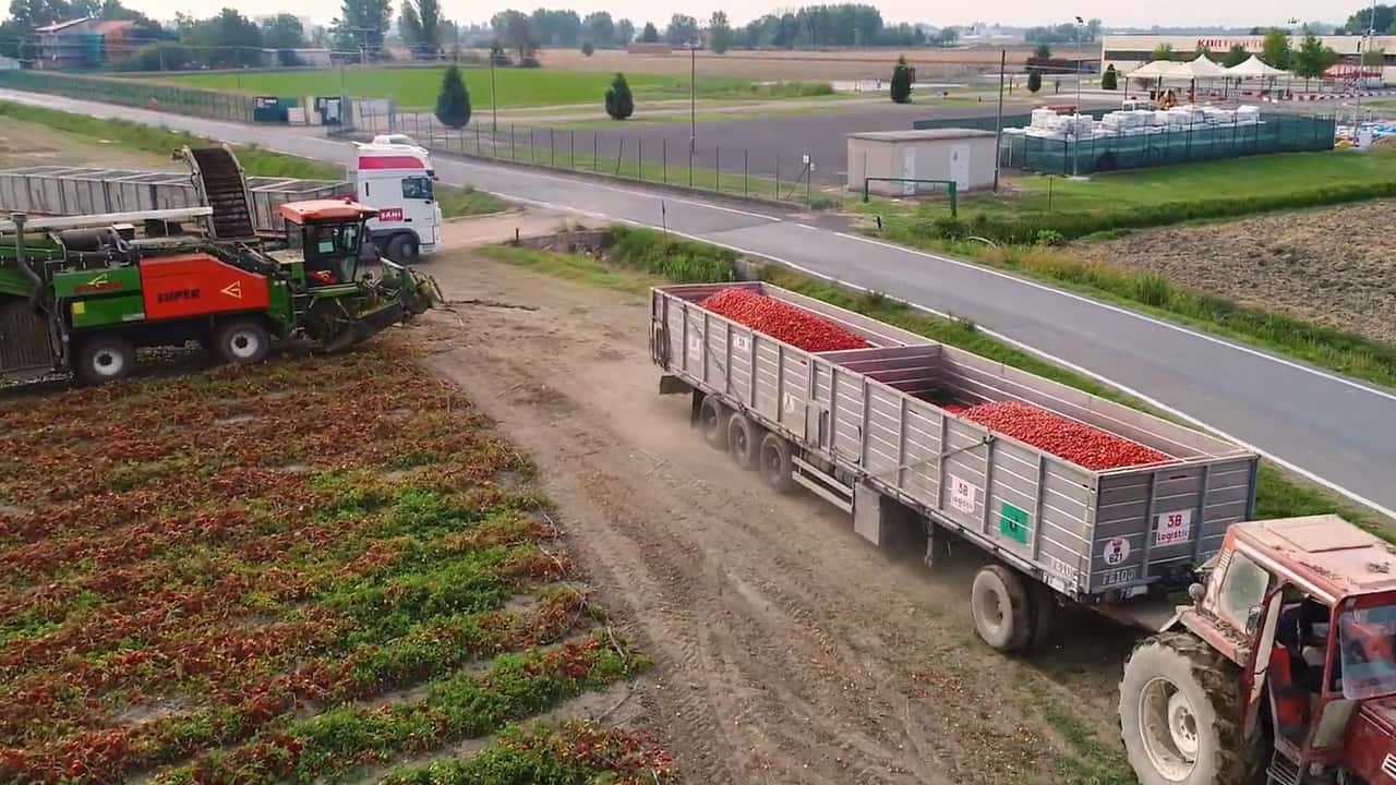 Come organizzare la raccolta meccanica del pomodoro nel 2026