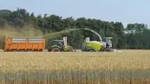 Come programmare raccolta e trincee per l’insilato di triticale