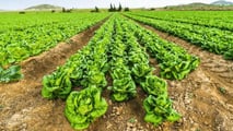 Come progettare rotazioni e cover crop nematocide per le orticole?