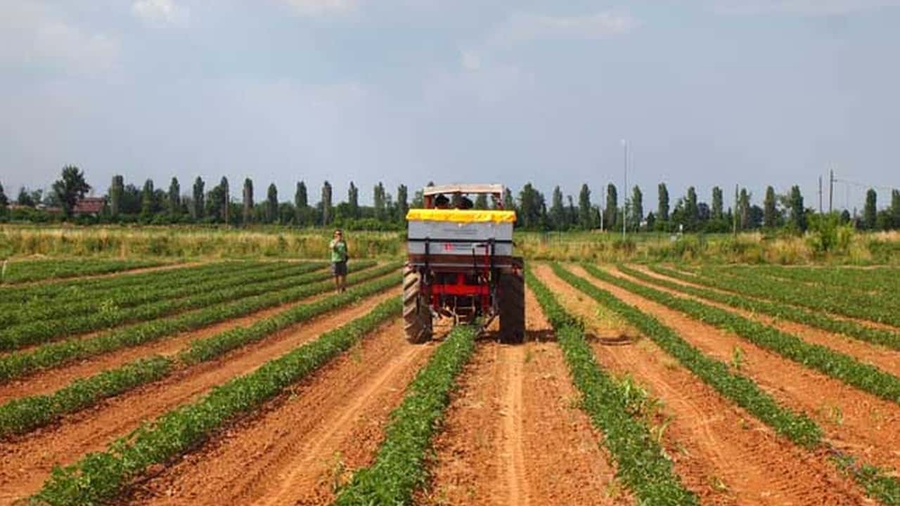 oncimazione integrata modulare del pomodoro da industria 2026