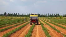 oncimazione integrata modulare del pomodoro da industria 2026