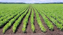 Integrazione del favino con biogas e reflui per ridurre la soia acquistata e valutare rotazioni, fertilità del suolo e convenienza degli investimenti in azienda mista