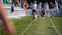 Bentley at 2024 Goodwoof