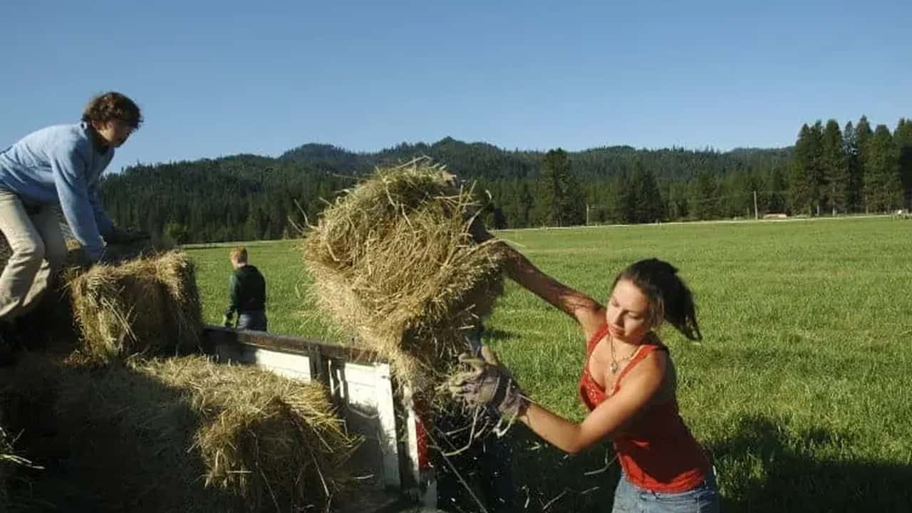 Click Day: mancano 100mila lavoratori nei campi italiani