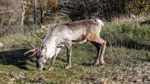 Rudolph, la Renna di Babbo Natale
