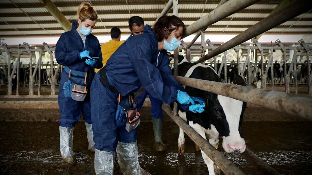 virus-shamonda-5-province-spagnole-positive-e-13-paesi-ue-coinvolti-cosa-cambia