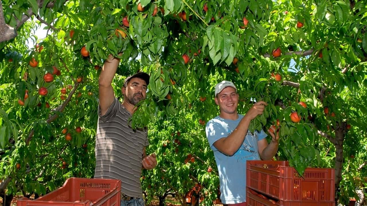 pesche-2026-produzione-in-rialzo-ma-chi-compra-il-surplus