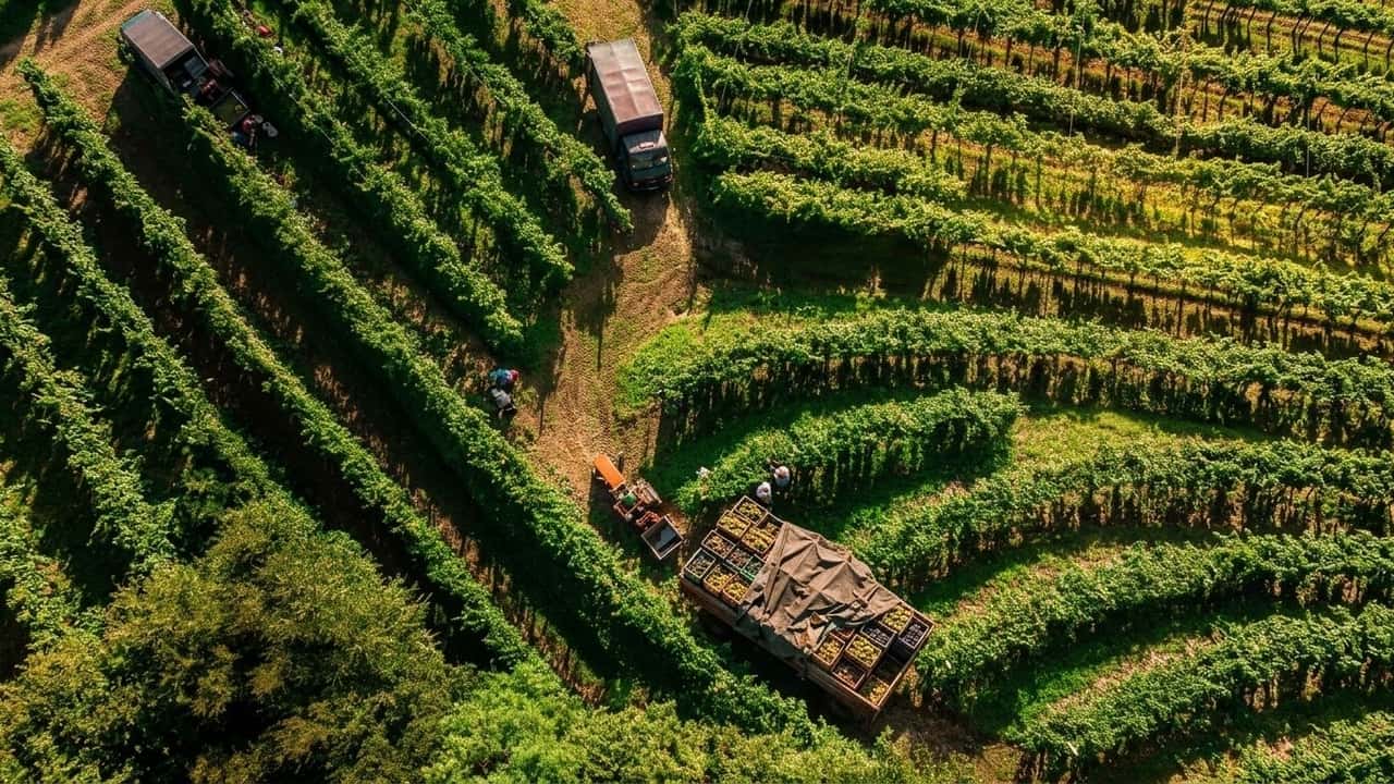furti-nelle-vigne-del-docg-trevigiano-aratro-sparito-e-trattori-nel-mirino-nella