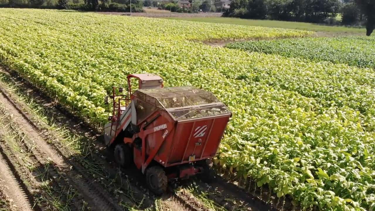 Filiera tabacchicola, un patto decennale da 1 miliardo tra Philip Morris, Coldiretti e Mipaaf