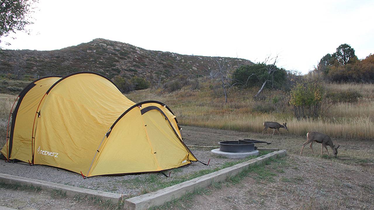 Plenty of wildlife in the campground, but luckily I didn't see any on the road.