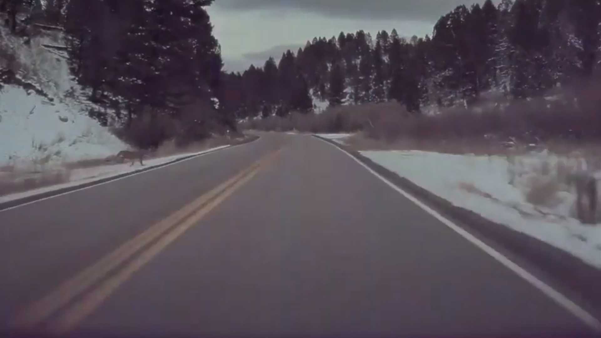 See Tesla Autopilot Brake For a Mountain Lion In Montana