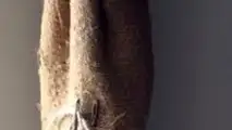 Gli albori della trebbiatura meccanica