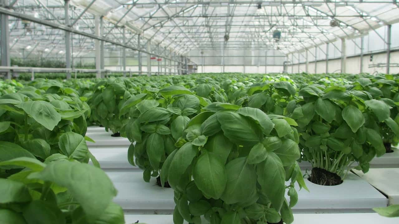 Florovivaismo italiano: costi in aumento e concorrenza sleale 