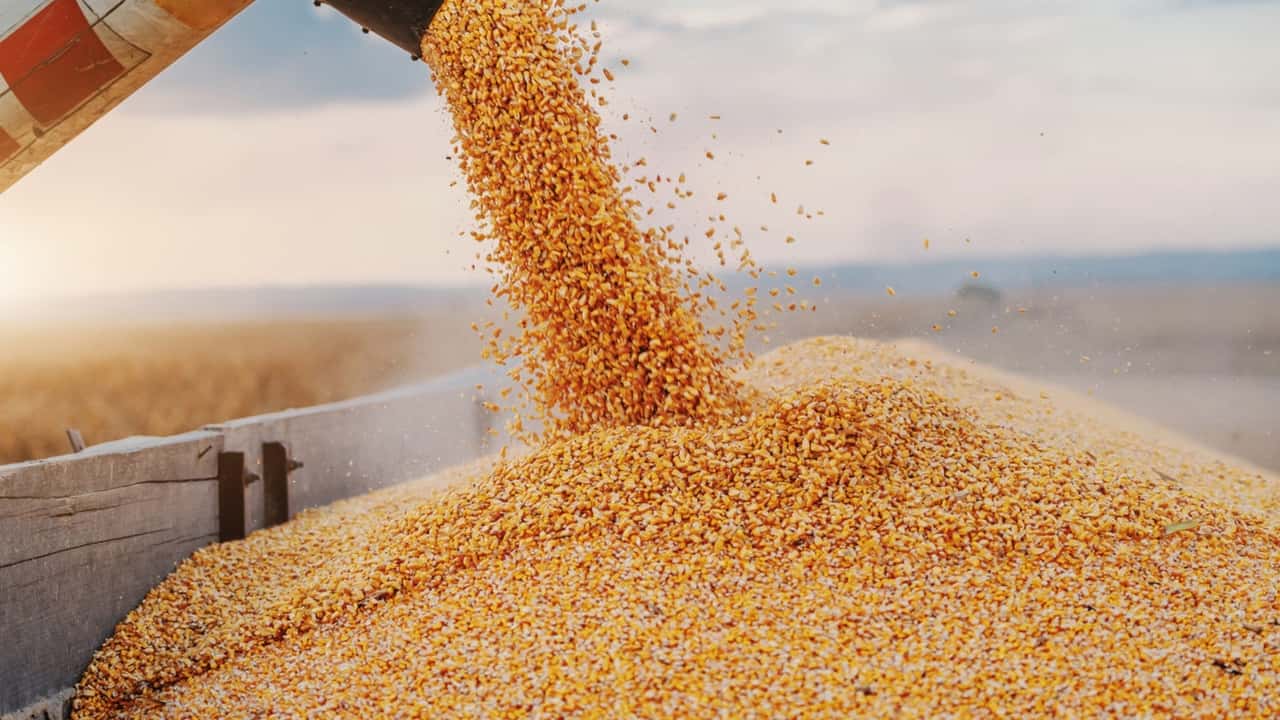 Grano duro: produzione italiana in ripresa, il raccolto 2025 torna sopra quota 4 milioni di tonnellate