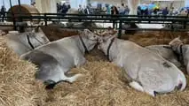 Agriumbria 2025: successo di pubblico tra innovazione e criticità di mercato