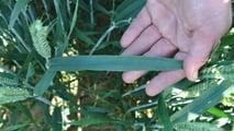 Come costruire un programma fungicida stay green sul frumento nel 2026?