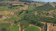 Vite e rame: come rispettare i nuovi LMR UE 2026/840