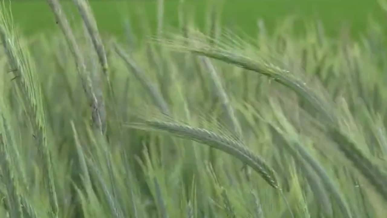 Criteri tecnici per confrontare gli ibridi di segale in funzione di foraggio, biogas o granella e della meccanizzazione disponibile in azienda
