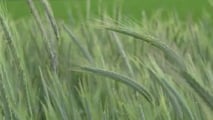 Criteri tecnici per confrontare gli ibridi di segale in funzione di foraggio, biogas o granella e della meccanizzazione disponibile in azienda