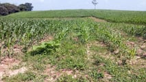 Concordato agricolo: procedura più semplice con il Fisco