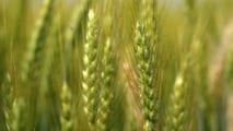 Biostimolanti su frumento in semina su sodo contro gli stress