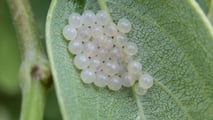 Nuove soluzioni 2026 contro cimice asiatica adattate a pero e kiwi