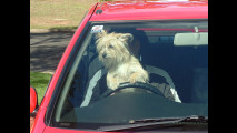2. Ognuno al suo posto, anche il cane!