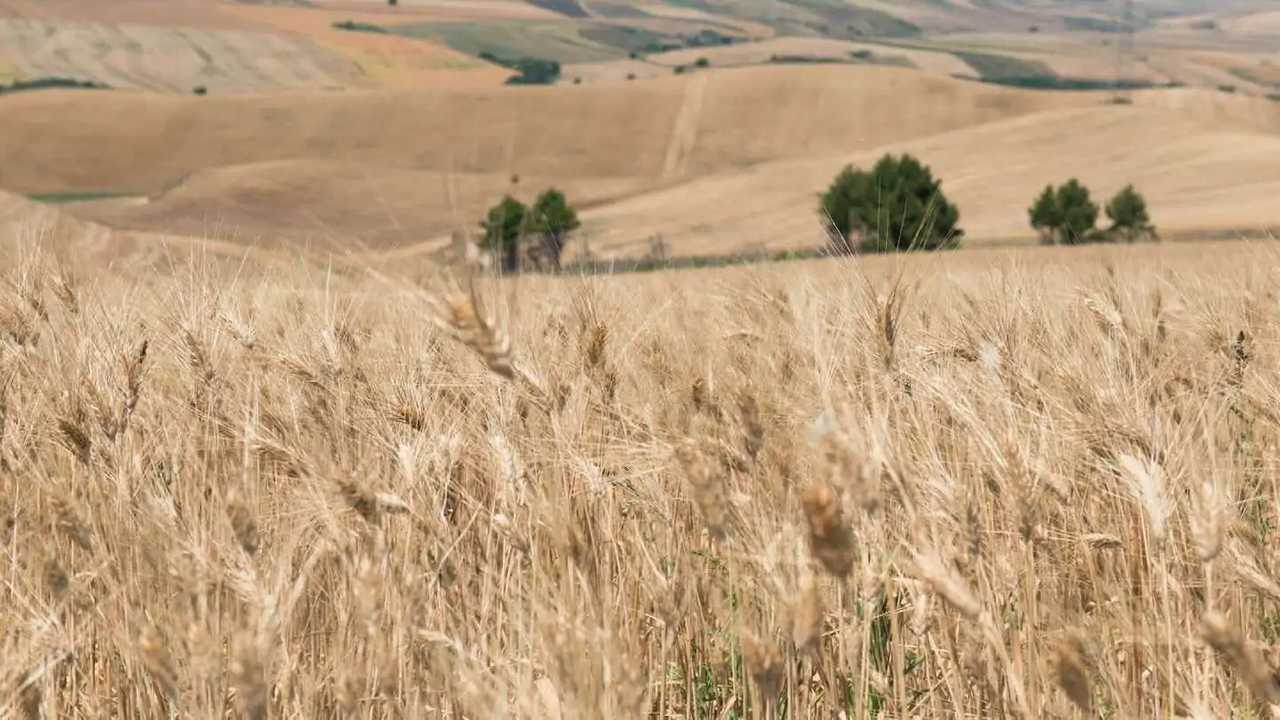 Molini: lievitano i costi e si abbassa la redditività