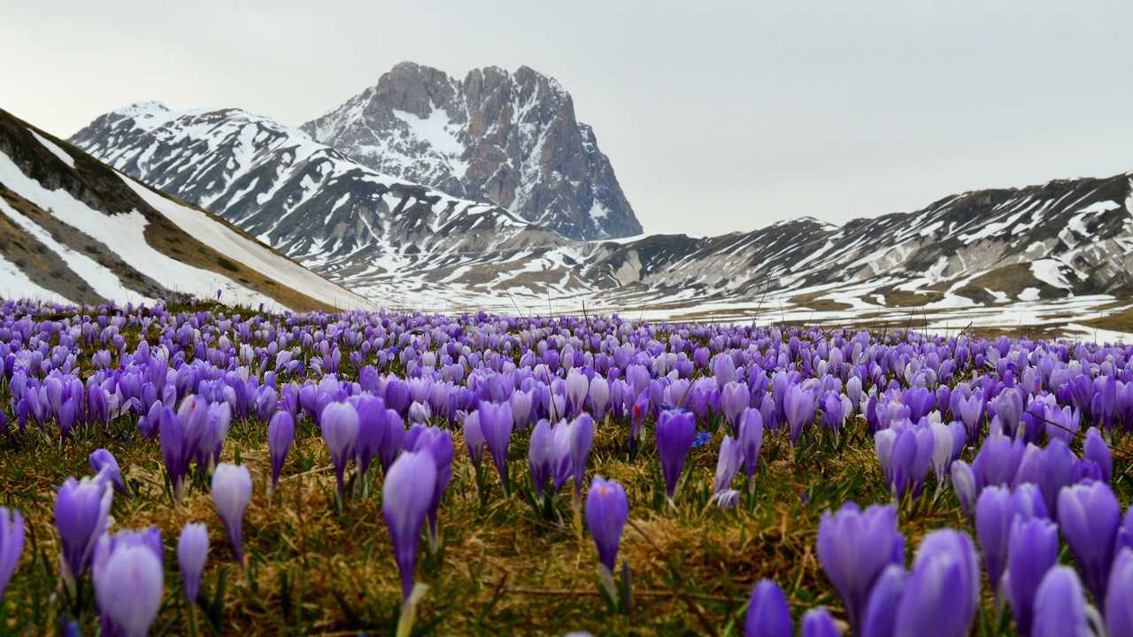 Zafferano Gran Sasso
