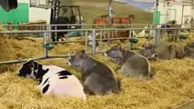 Agrilevante 2023: allevamenti, zootecnia e stalle 4.0