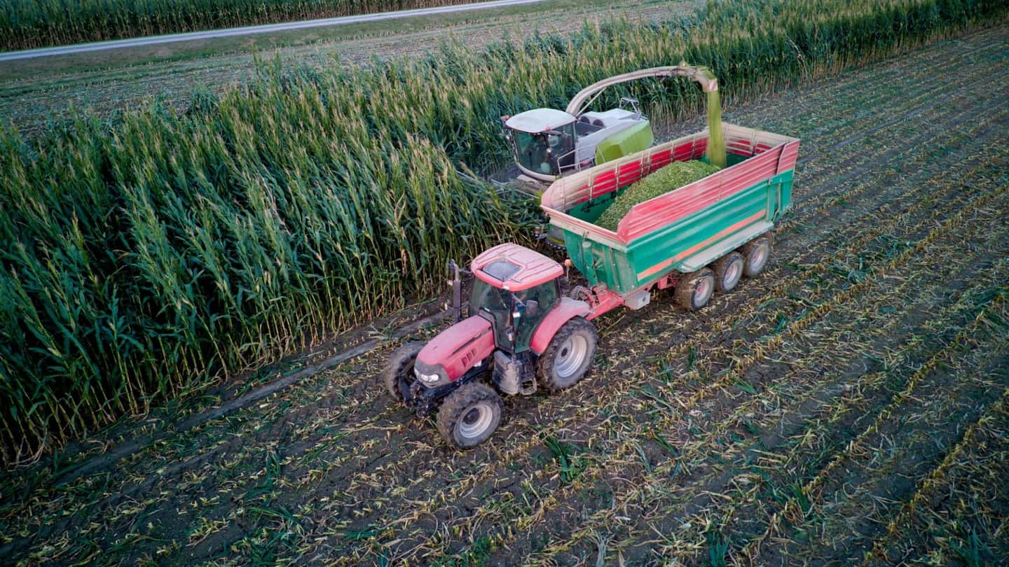 Zootecnia italiana, dati Istat su bovini, mais e latte