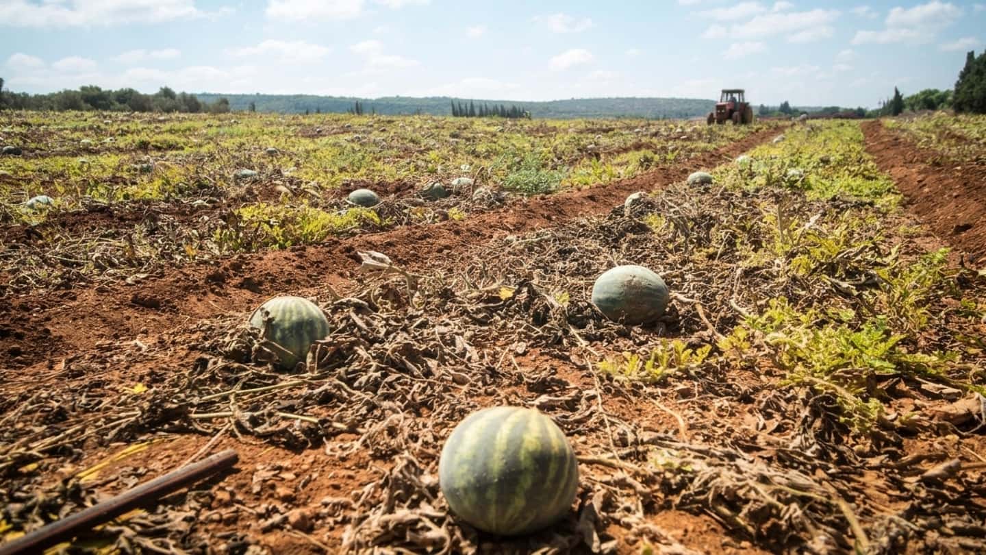 Crisi climatica e costi per l’agricoltura italiana
