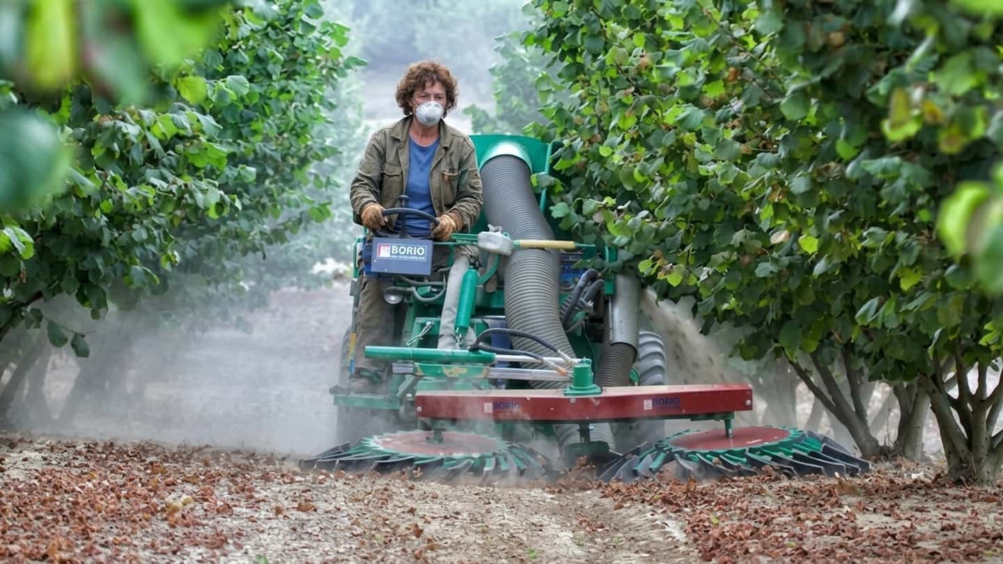 Nocciole calabresi, raccolta raddoppiata e costi in aumento