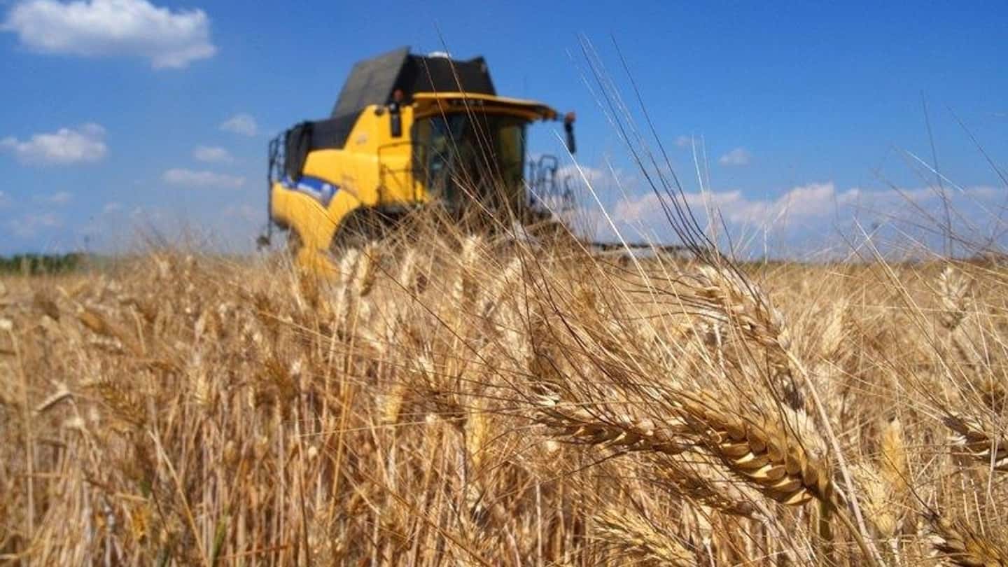 Grano, margini stretti nonostante il raccolto abbondante