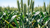 Rotazioni cereali 2026: schemi anti mal del piede e ottimizzazione dell’azoto