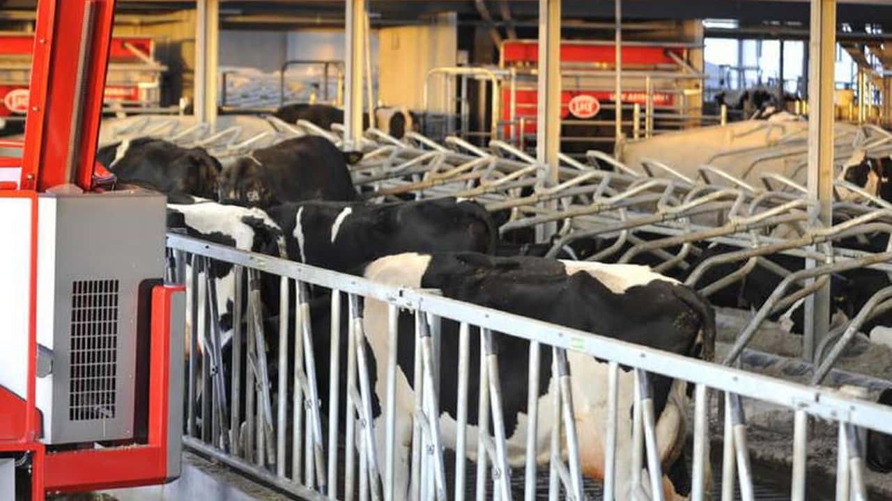 Criteri per scegliere mangimi a basse emissioni mantenendo resa e benessere delle vacche da latte
