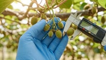 Cimice asiatica e caldo precoce: nuove finestre critiche per pero e kiwi