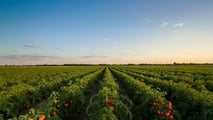 TEA e nuove resistenze ai virus del pomodoro: cosa cambia dal 2026