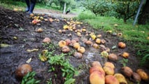 Strategie pratiche per contenere marciumi in frutteto in annate climatiche estreme