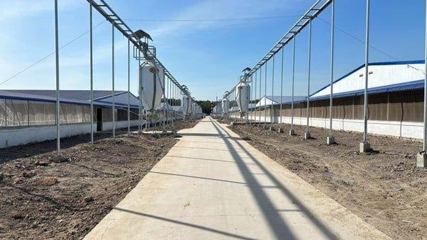 Psa: 4,8 milioni dalla Lombardia per blindare gli allevamenti