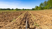 Piani radicali anti-stress per il trapianto del pomodoro da industria