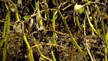 Peronospora della vite 2026: ASCENZA risponde al clima