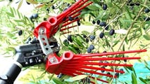 Raccolta olive 2026: la formazione sicurezza diventa obbligo