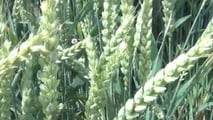 Integrazione tra biostimolanti, concimazione e fungicidi sull’orzo e criteri di scelta, fasi critiche, gestione miscele e riferimenti normativi 