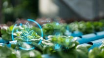 Sensori e sistemi smart per gestire la fertirrigazione del mais a goccia