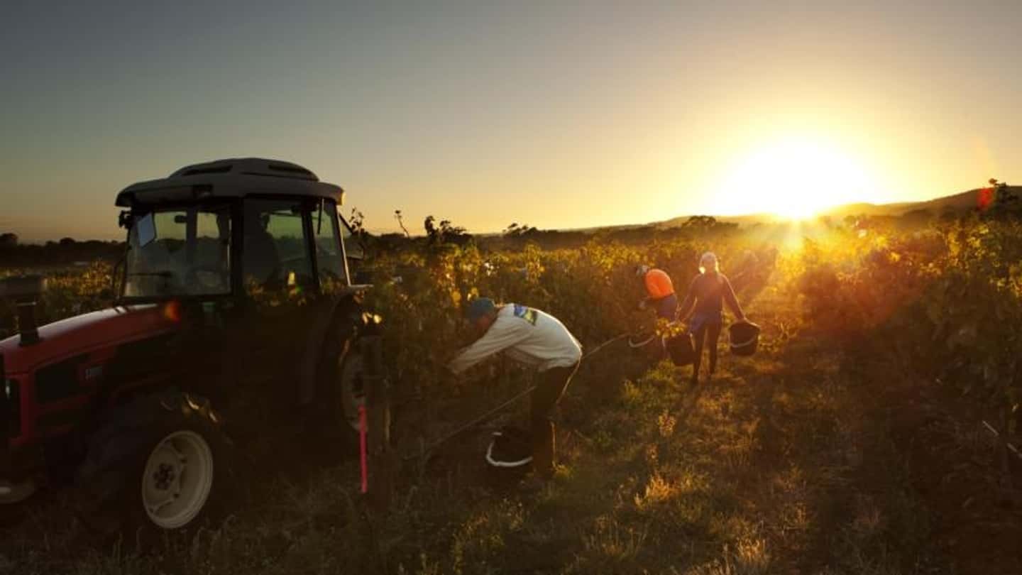 Vendemmia anticipata con turni notturni per il caldo estremo