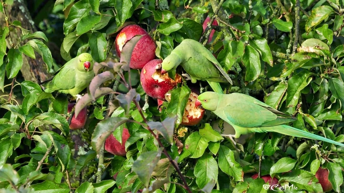 Specie esotiche invasive a Roma e impatti sui campi